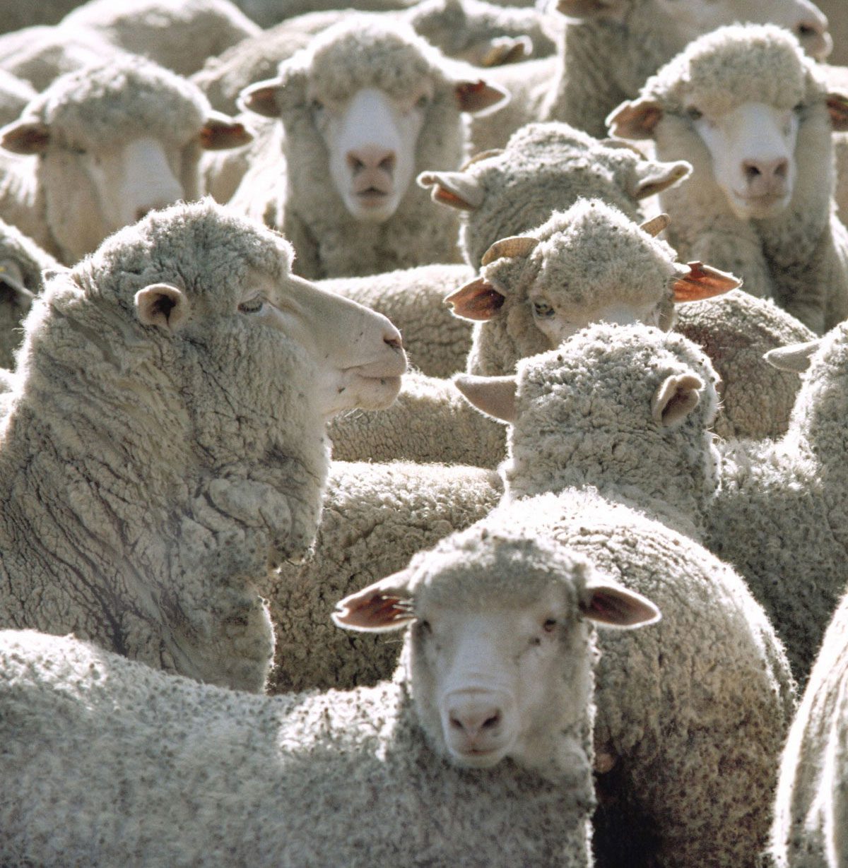 sheep farming devon